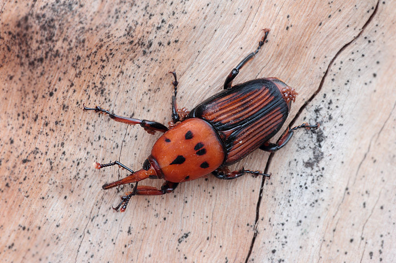 Curculionidae:  Rynchophorus ferrugineus? S, il 